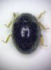 Stethorus pusillus